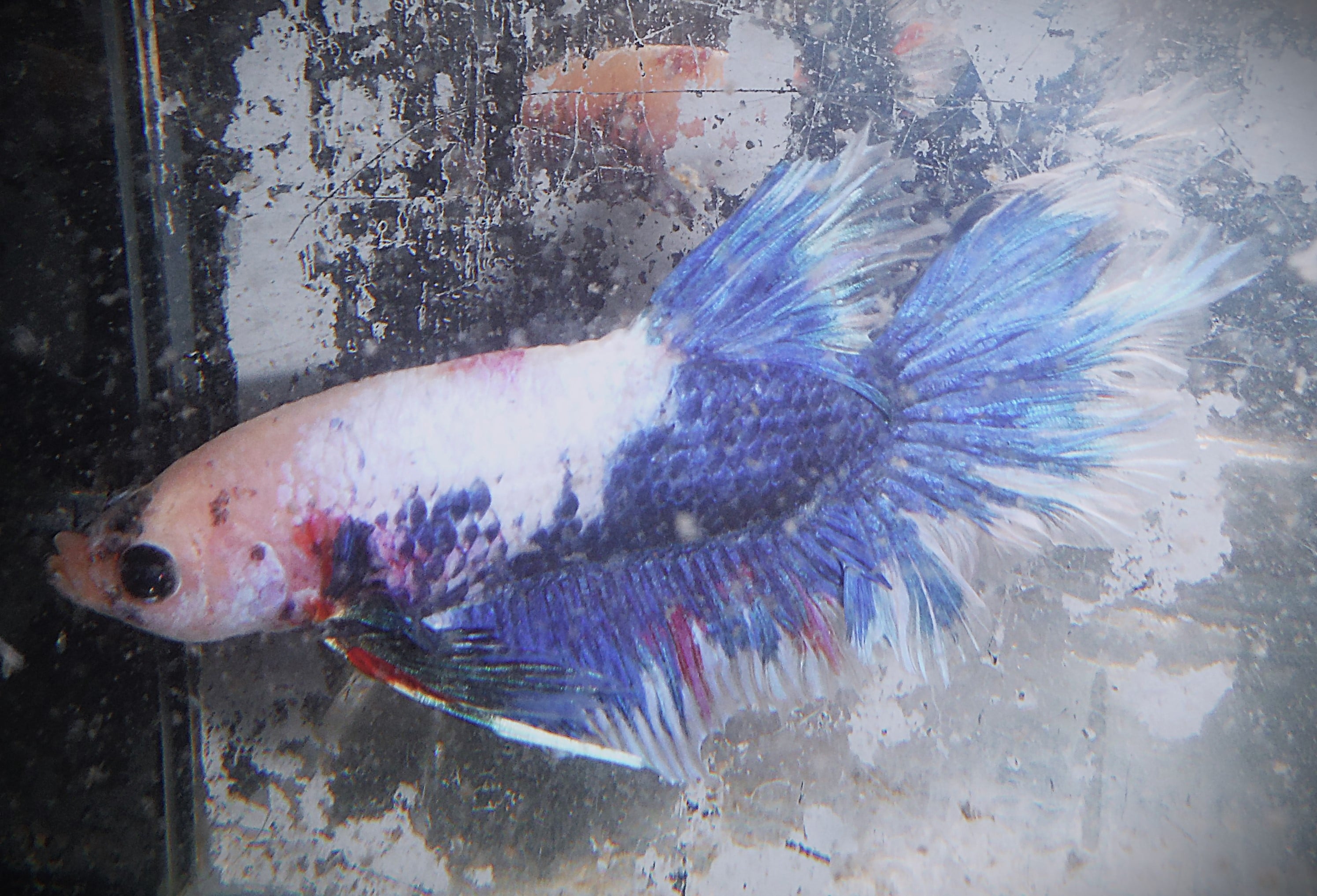 Blue & White Feathertail Male