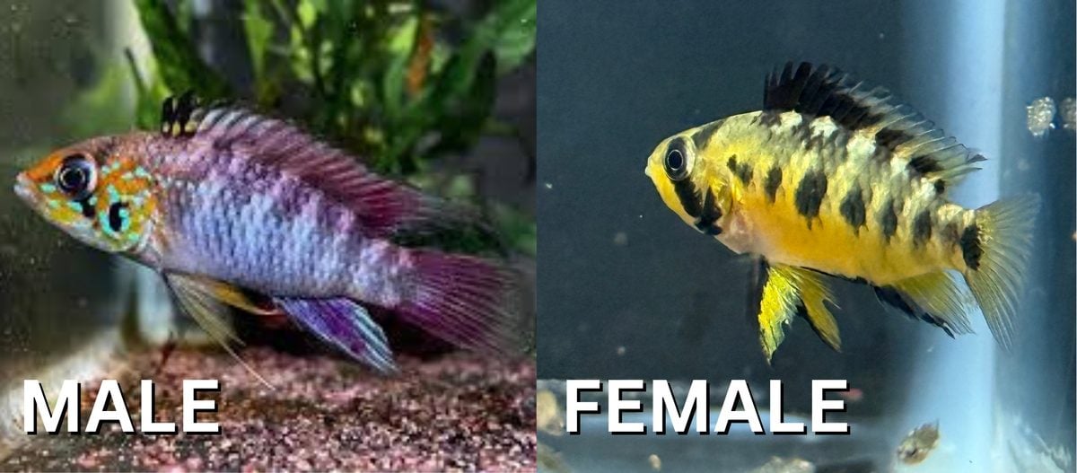 Apistogramma D37 Gill Spot, Colombian Dwarf Cichlid, F2 (1 pair)