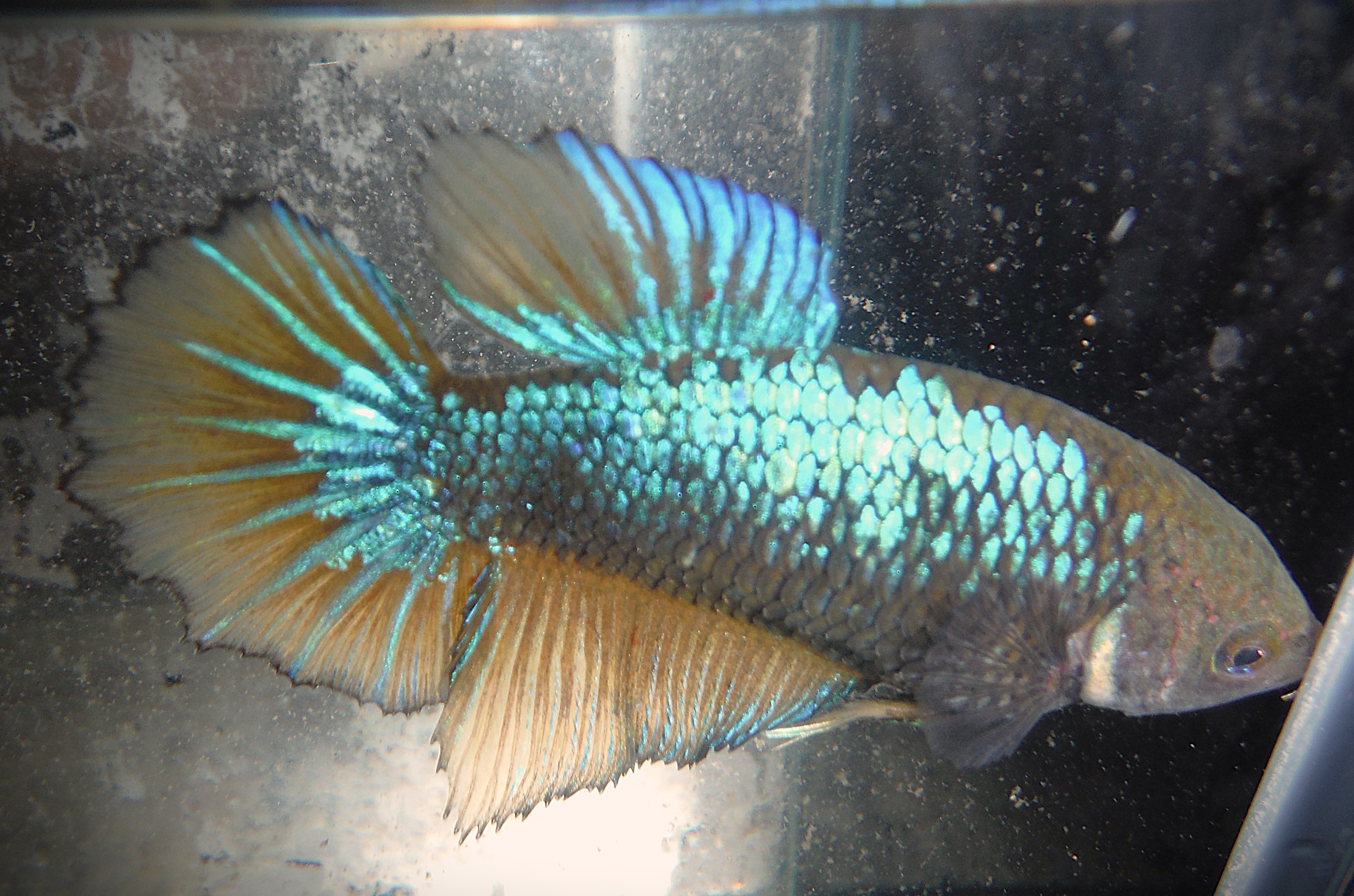 Green (MG) Female