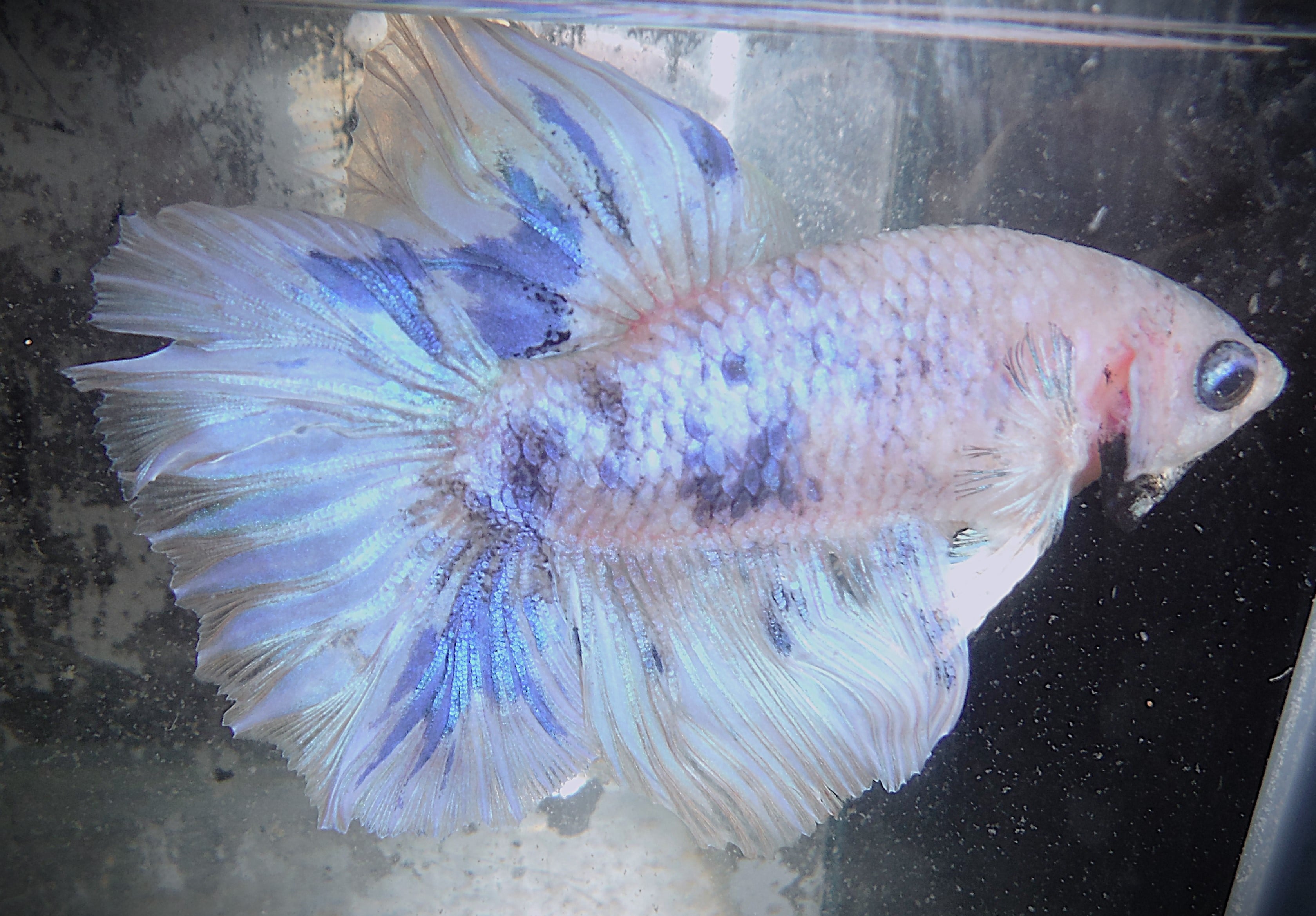 White & Blue Marble Male