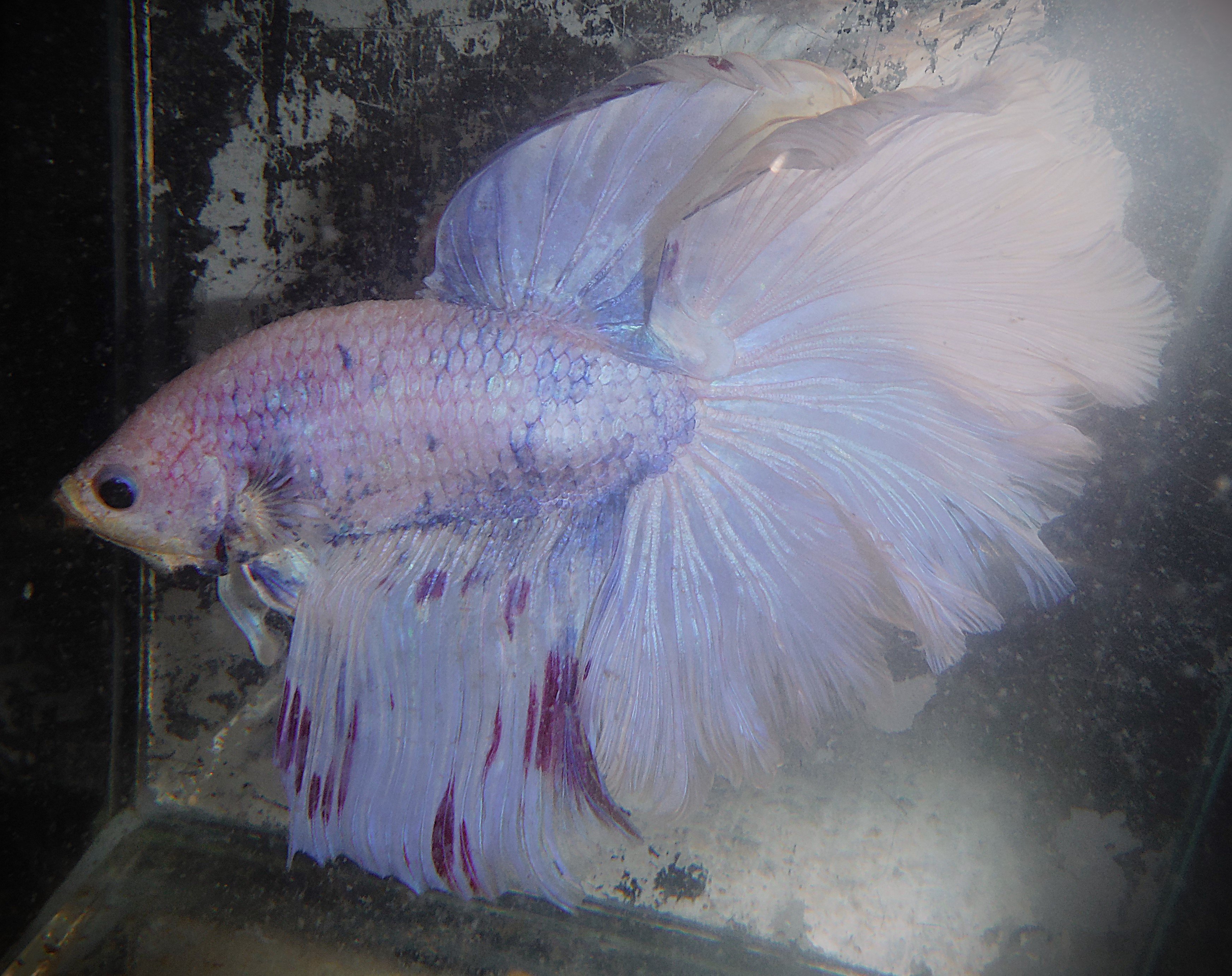 Red Spots Blue Pastel Male