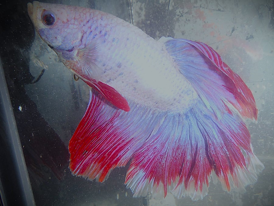 Red White & Blue Male