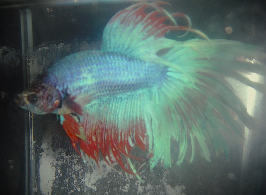 Green & Red Halfsun Male