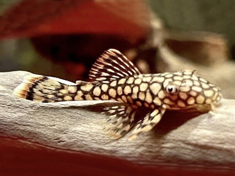 L519 Honeycomb Plecos 2"
