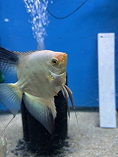 3 Bulgarian Green Seal Point Angelfish no reserve