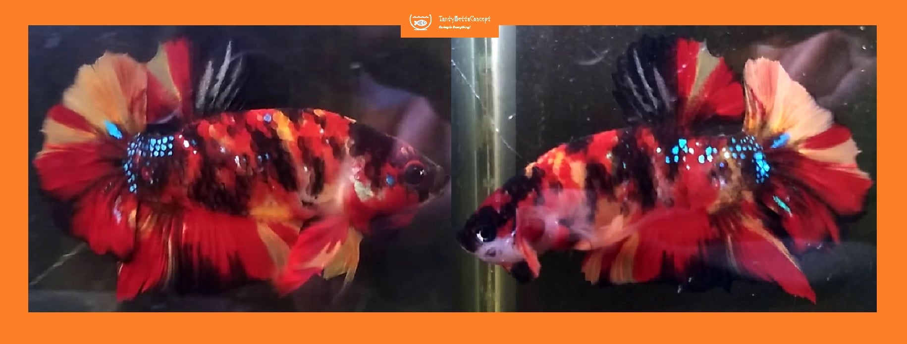 HMPK ORANGE KOI GALAXY!! #1 (Shipping Cost Included in Price)