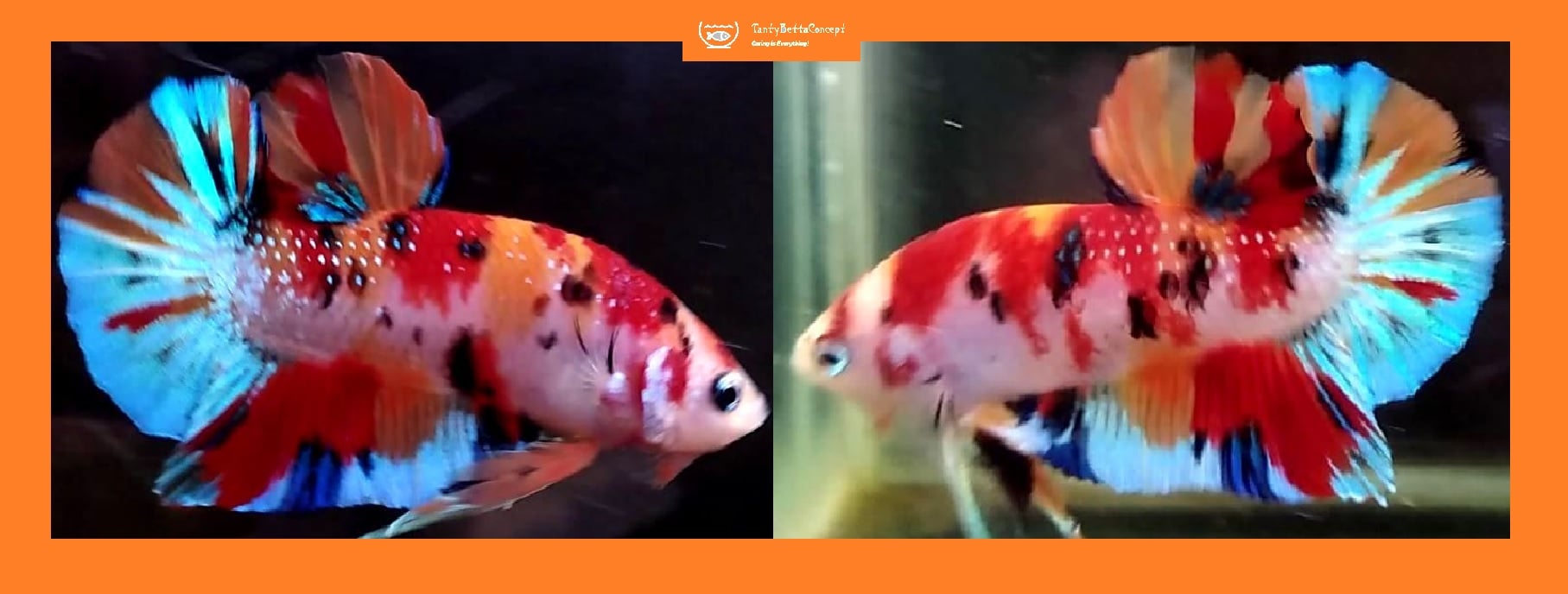 HMPK ORANGE KOI METALLIC!! #2 (Shipping Cost Included in Price)