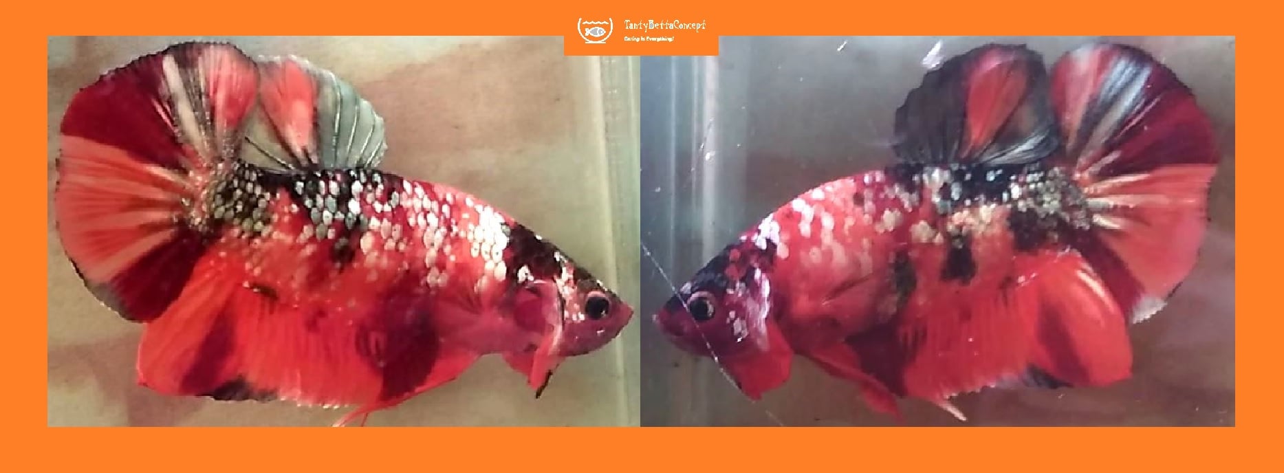 HMPK ORANGE COPPER GALAXY!! #1 (Shipping Cost Included in Price)