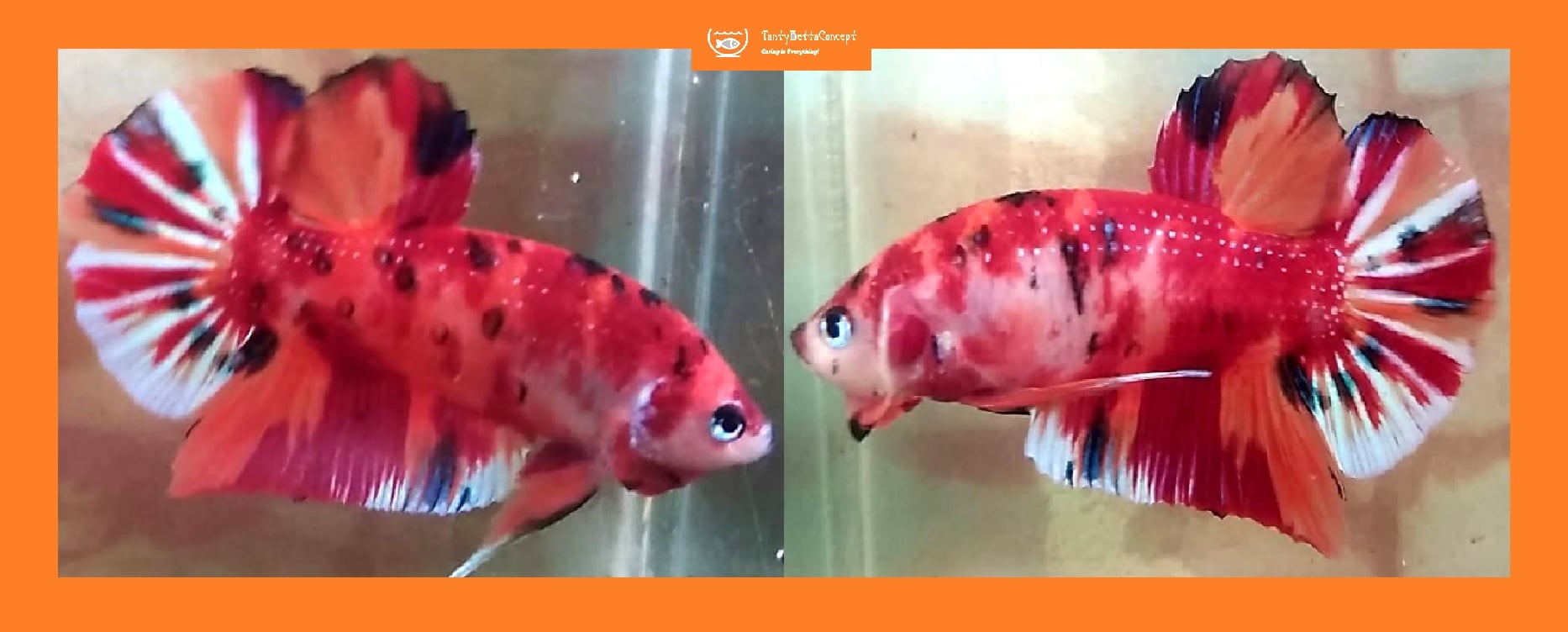 HMPK ORANGE KOI METALLIC!! #1 (Shipping Cost Included in Price)