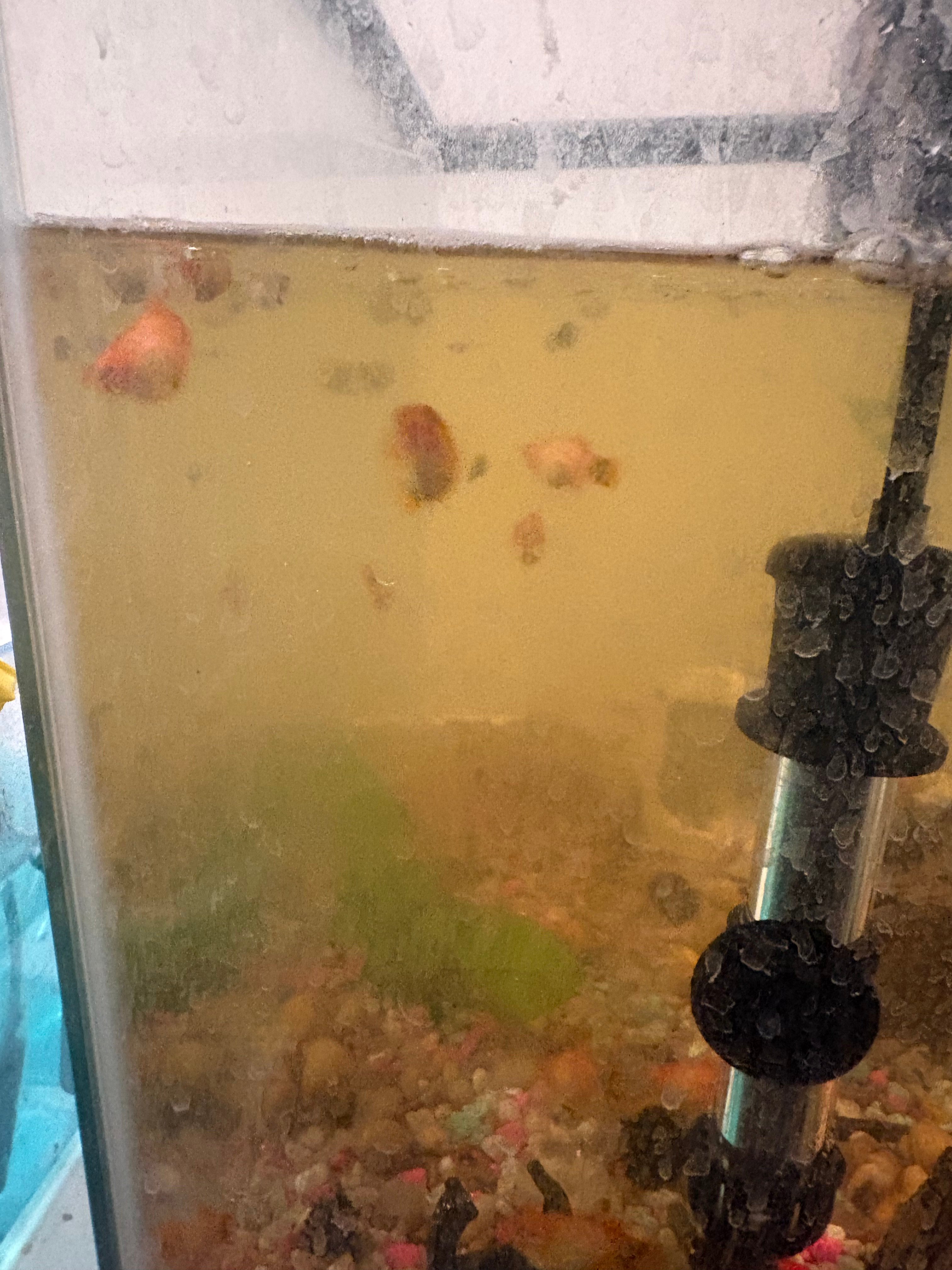 Platys for Sale