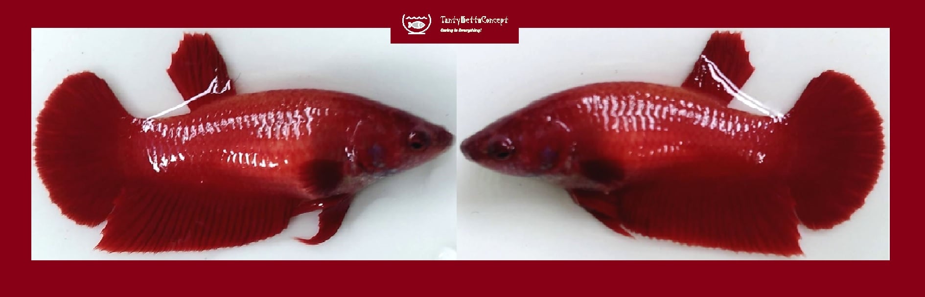 FEMALE SUPER RED!! #1 (Shipping Cost Included in Price)