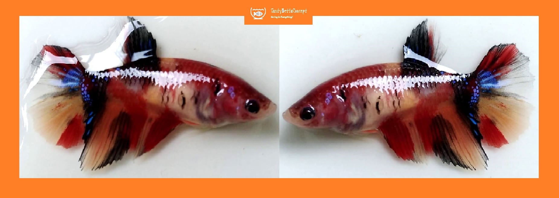 FEMALE HALFMOON NEMO KOI!! #1 (Shipping Cost Included in Price)