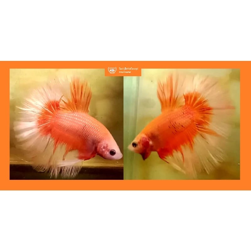 HALFMOON FANCY ORANGE!! #2 (Shipping Cost Included in Price)