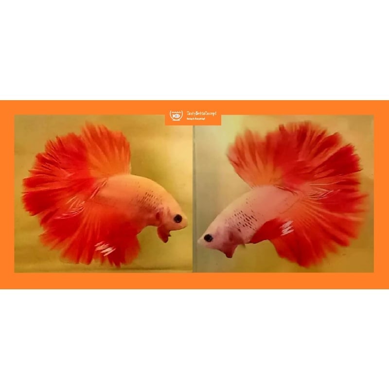HALFMOON SOLID ORANGE!! #1 (Shipping Cost Included in Price)