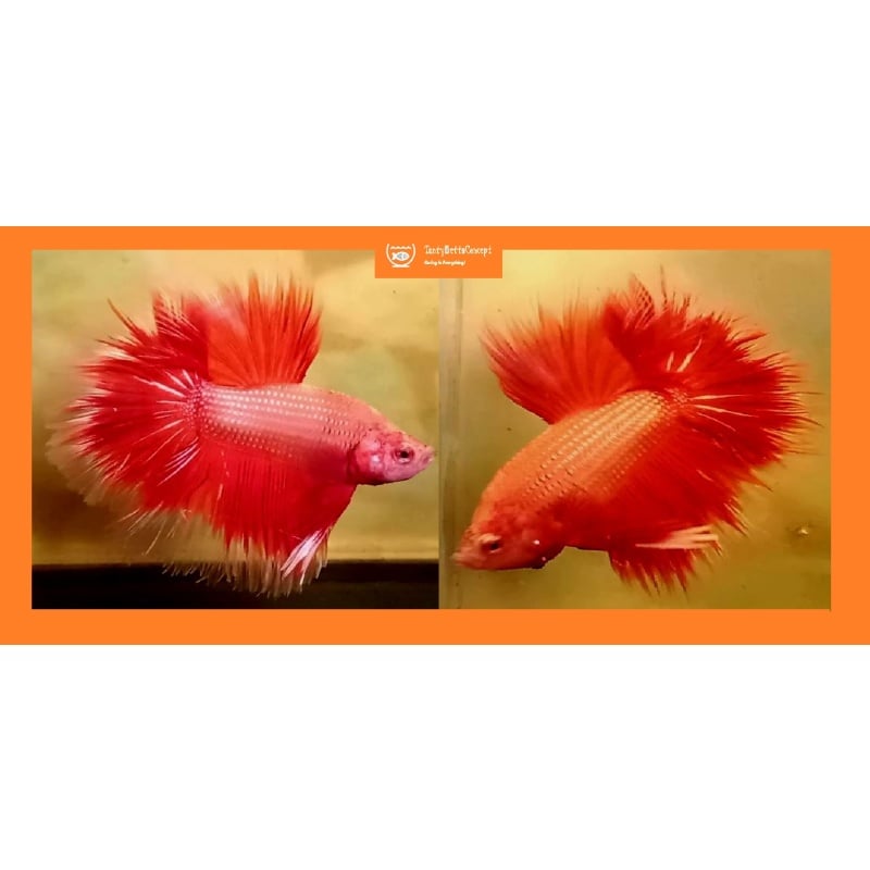 HALFMOON FANCY ORANGE!! #1 (Shipping Cost Included in Price)