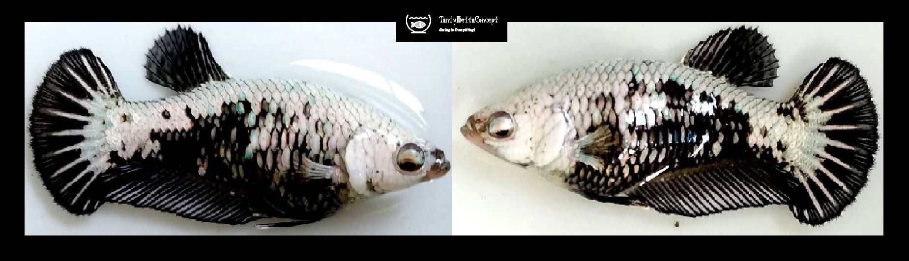 FEMALE SNAKE SKINNED SAMURAI!! #2 (Shipping Cost Included in Price)