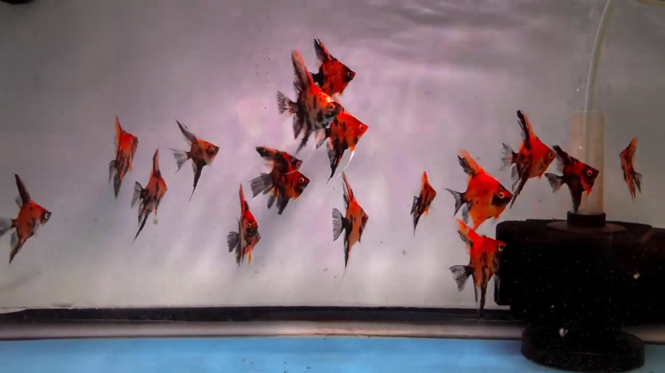 Natural color! 10 Red Devil Angelfish 2