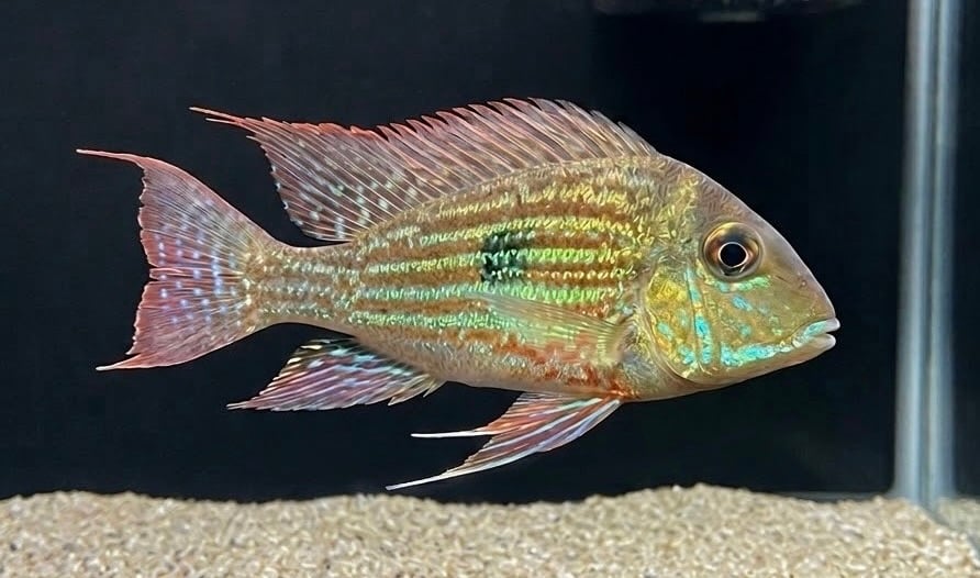 1-2" Geophagus sveni (Unsexed)