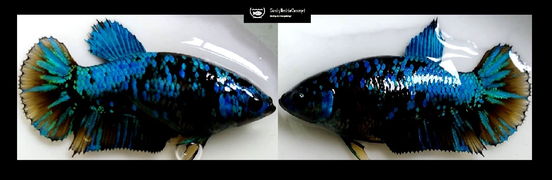 FEMALE BLUE AVATAR!! #6 (Shipping Cost Included in Price)