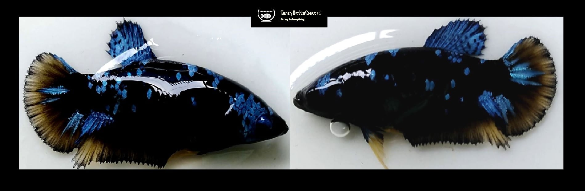 FEMALE BLUE AVATAR!! #5 (Shipping Cost Included in Price)