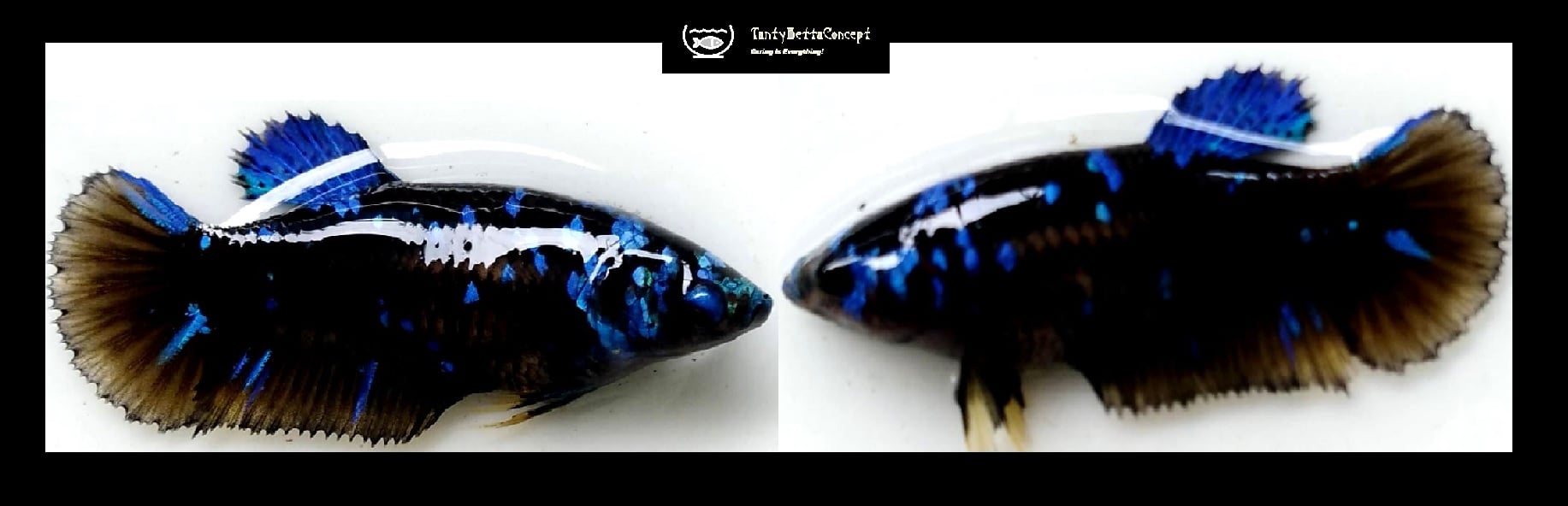 FEMALE BLUE AVATAR!! #2 (Shipping Cost Included in Price)