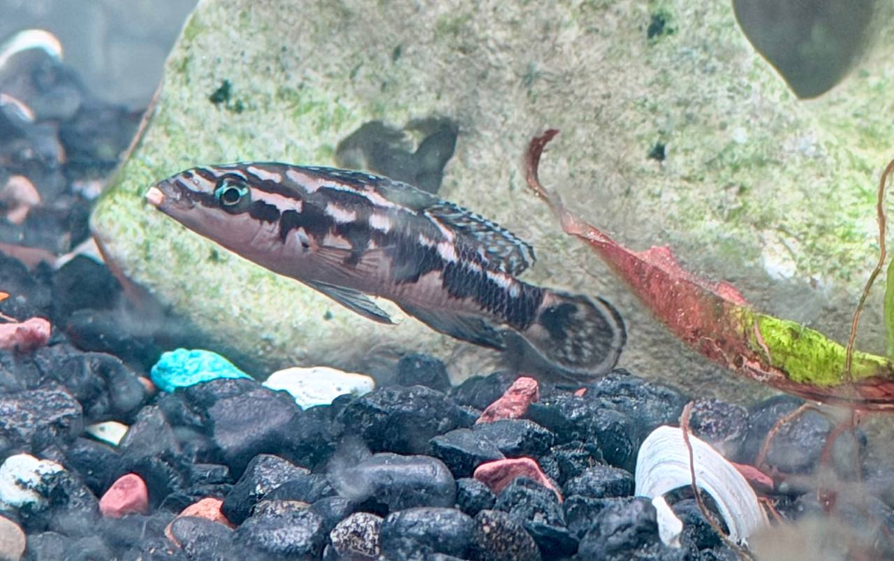 Masked Julie (Julidochromis transcriptus) 5 pack unsexed