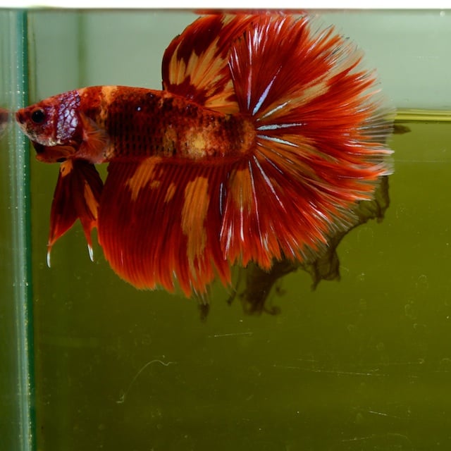 Male Giant Orange Nemo Fire HM Premium Thailand(7 cm)