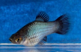 Blue Wag Platies