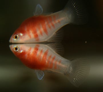 Bleeding Heart Platies