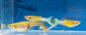 Lyretail Metallic Japan Blue (gold body)