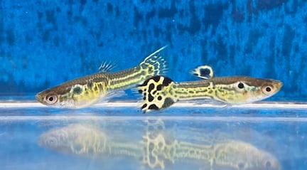 Yellow Tiger Endler