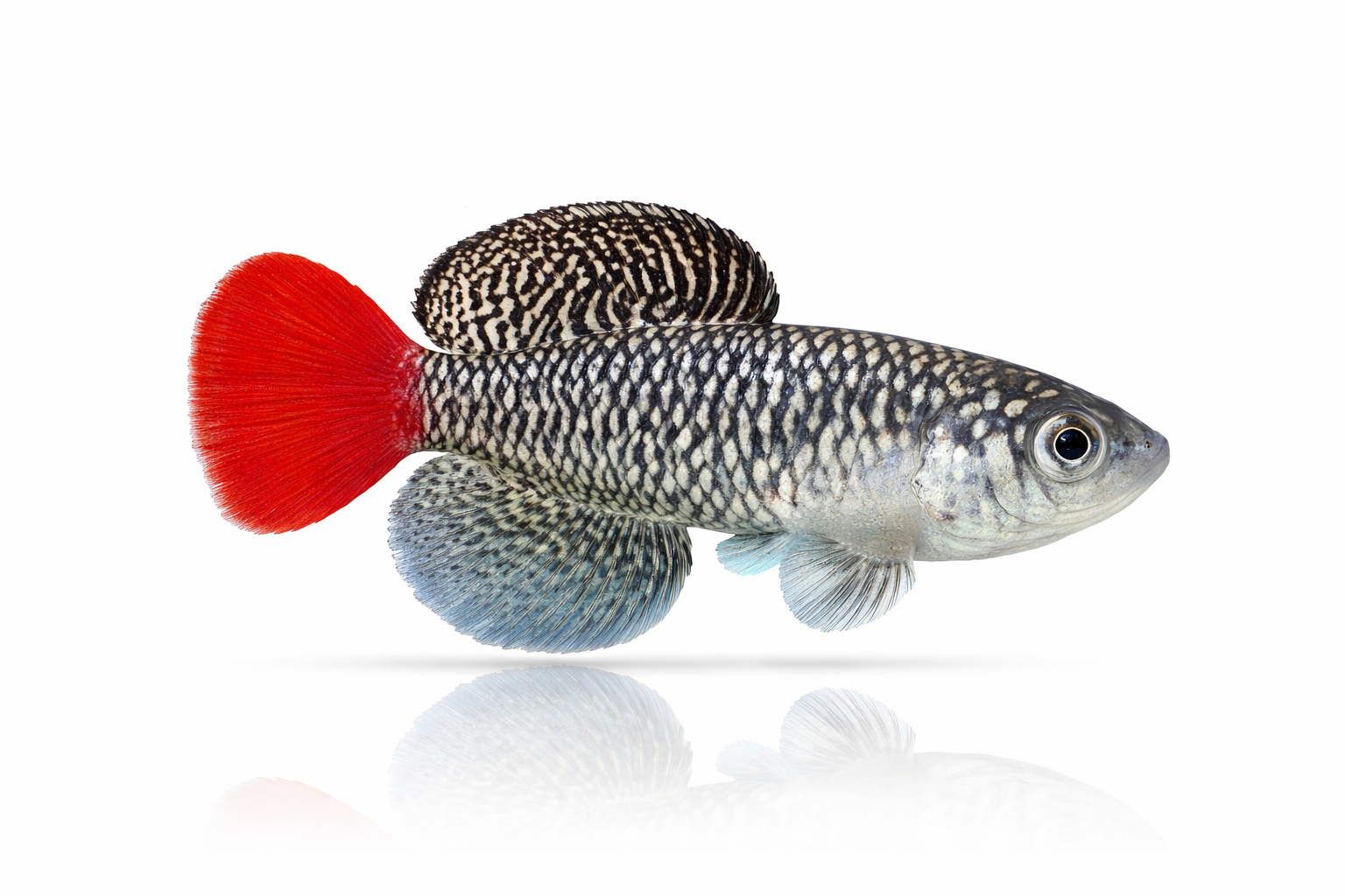 Nothobranchius Patrizii Msumalini Creek K 96-23 (30 +5 Bonus Eggs)
