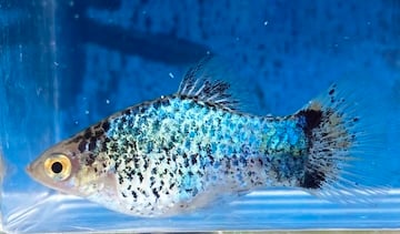 Blue Spotted Platies