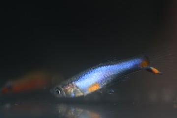 Blue Star Endler
