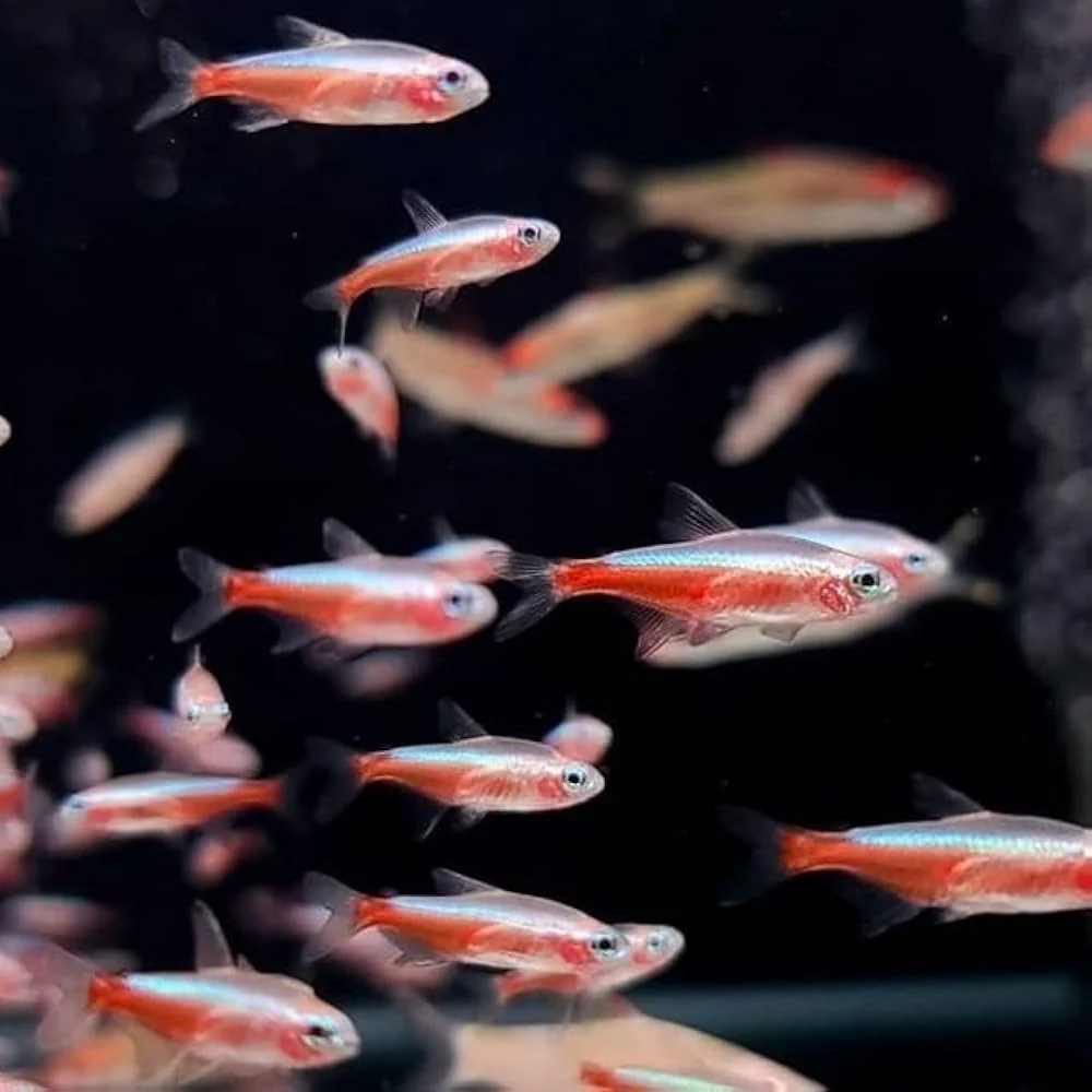 ALBINO CARDINAL TETRA 2CM