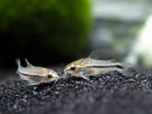 Pigmy Corydoras Catfish 3CM