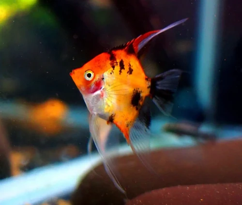 Red DevilAngelfish Pterophyllum scalare