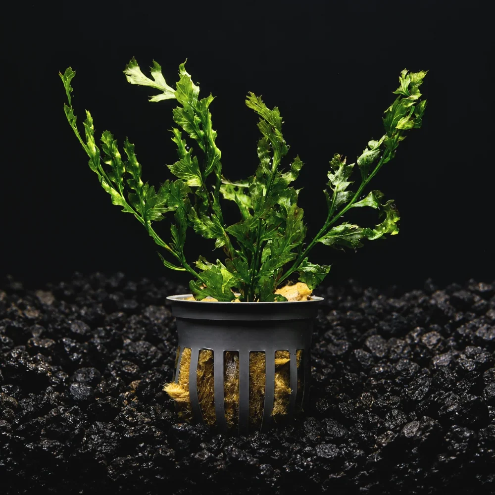 African Water Fern | Bolbitis Heudelotii