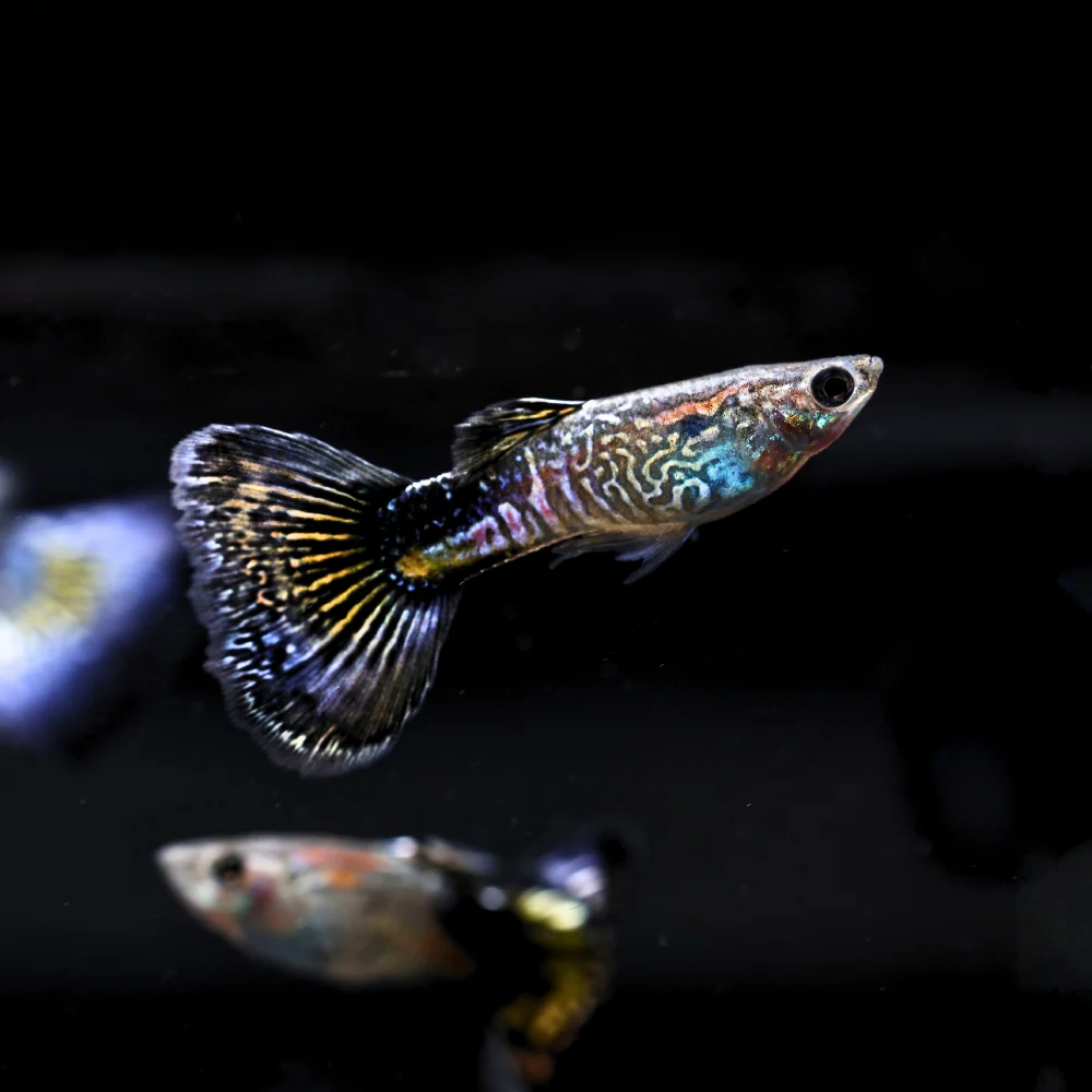 Blue Mosaic Snakeskin Guppy