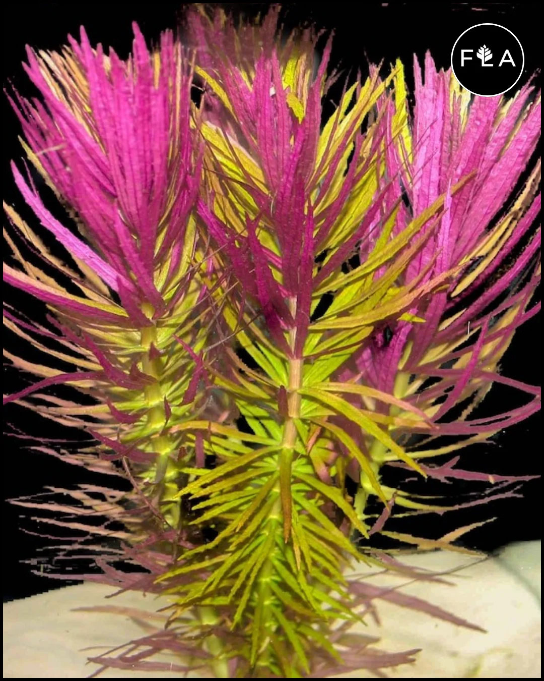 BUY 2 GET 1 FREE Limnophila Hippuridoides (Aromatica)