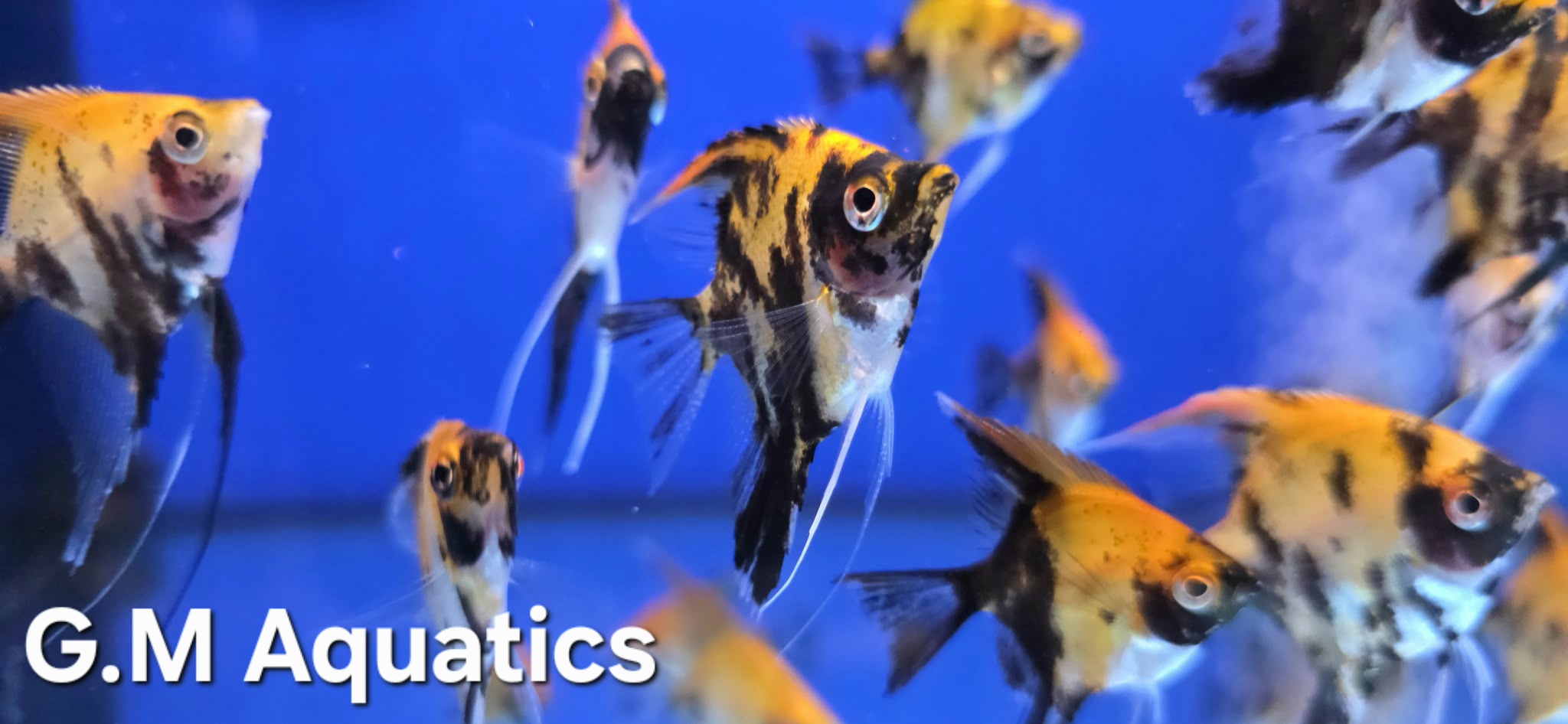 Red Devil Angelfish Small/Medium 3.5-5cm