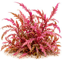 Hygrophila pinnatifida 'Roseus' | Rosafarbender Fiederspaltiger Wasserfreund - in vitro