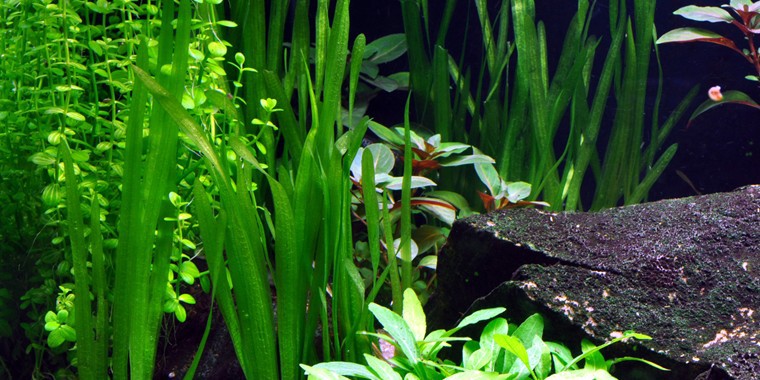 'Natans' - Vallisneria americana - Tropica Keramikring