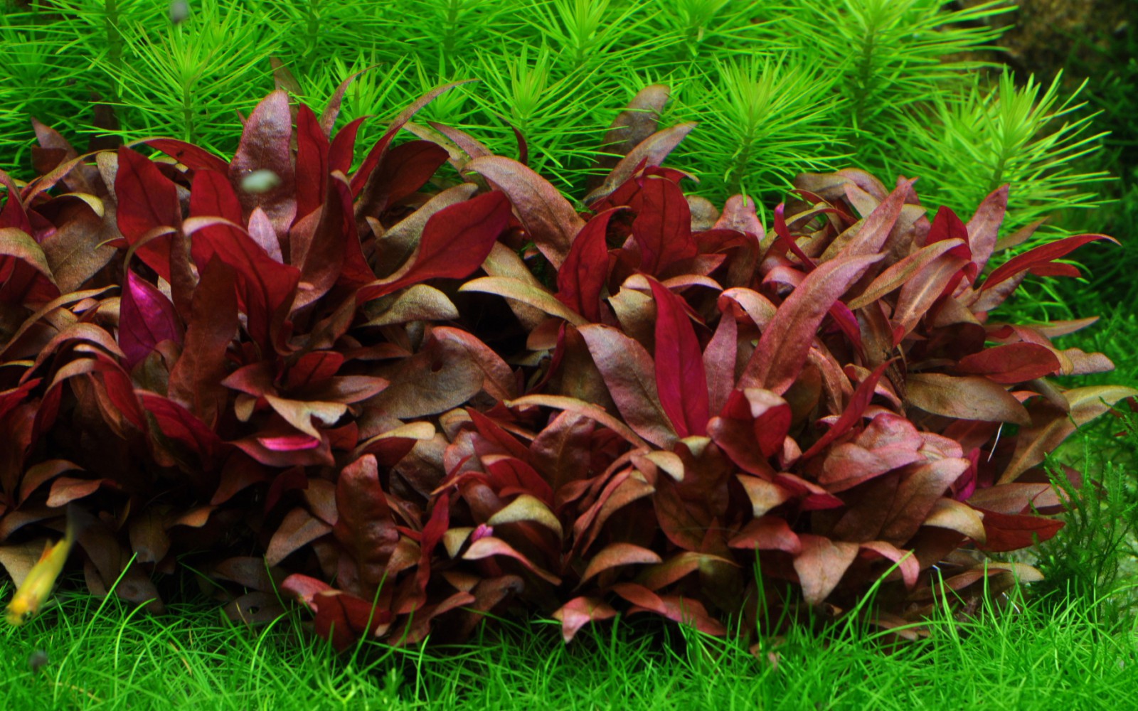 1-2-GROW! Mini Papageienblatt / Alternanthera reineckii 'Mini'