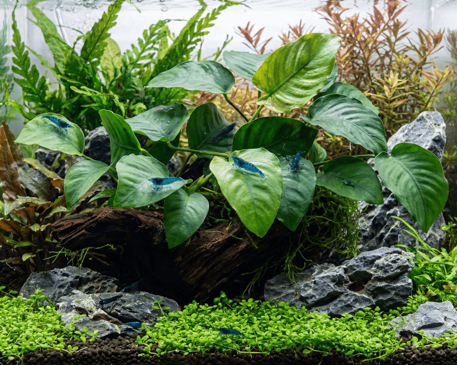 Anubias barteri sp. - Tropica Pflanze auf Wurzeln (XL)