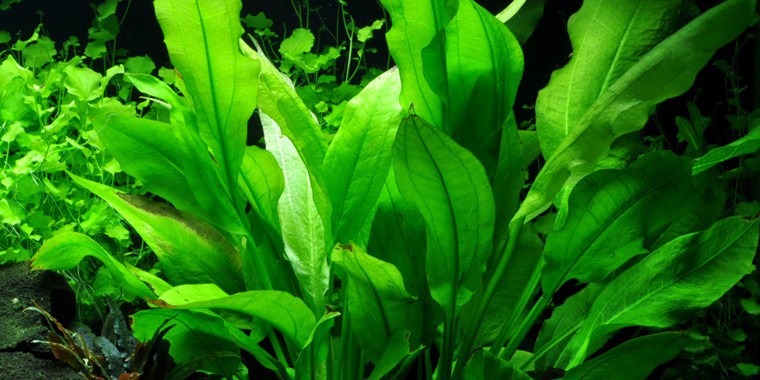 Große Amazonas-Schwertpflanze - Echinodorus grisebachii 'Bleherae' - Tropica Keramikring