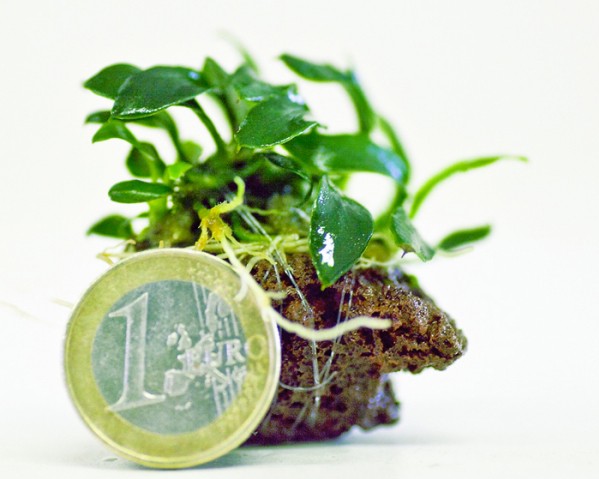 Nanostone - Anubias nana Bonsai - Anubias auf Lava
