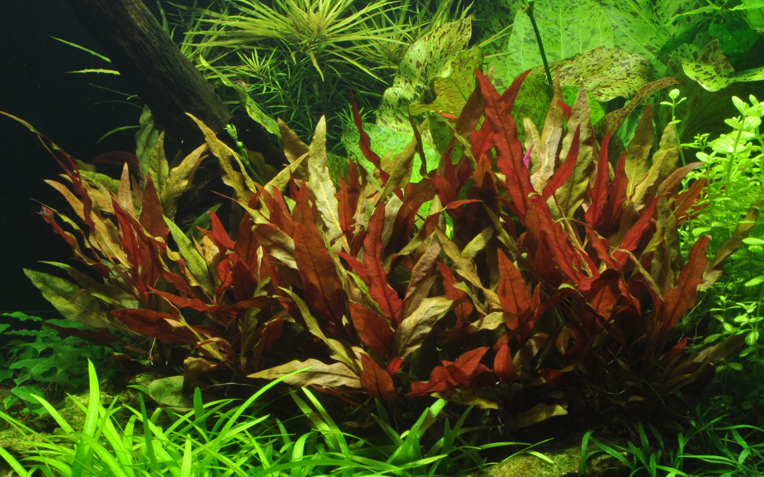 Rosablättriges Papageienblatt - Alternanthera reineckii "Pink" - Tropica Topf