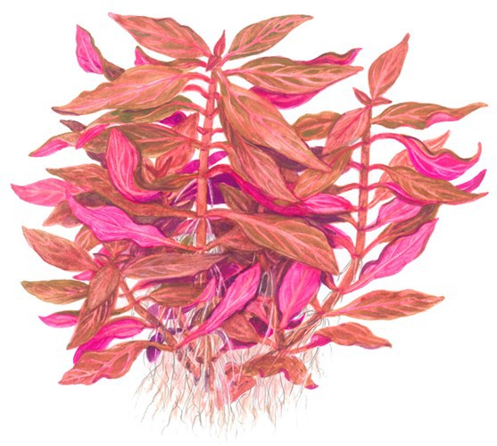 Rosanerviges Papageienblatt - Alternanthera reineckii 'Rosanervig' - Tropica Topf