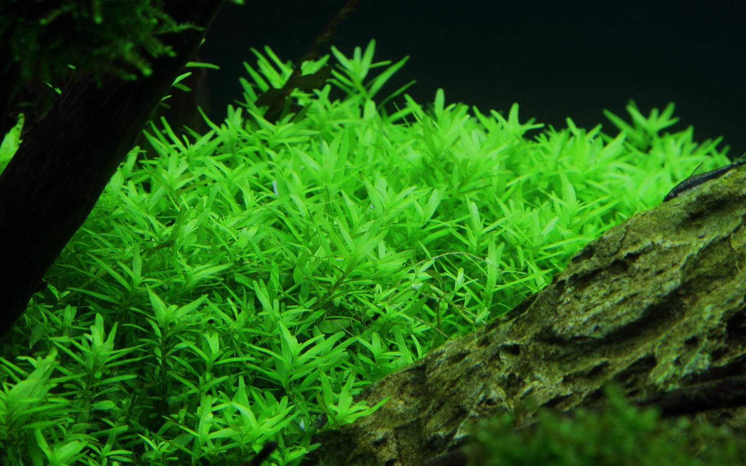 Rotala sp. 'Green' - Tropica Topf